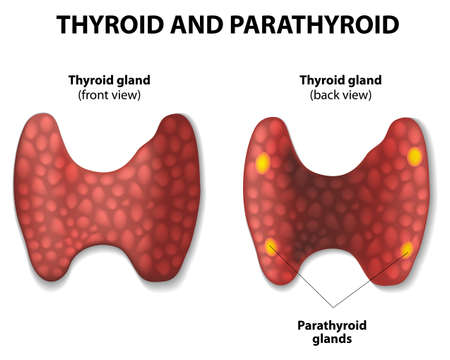 Thyroid and parathyroid gland.のイラスト素材