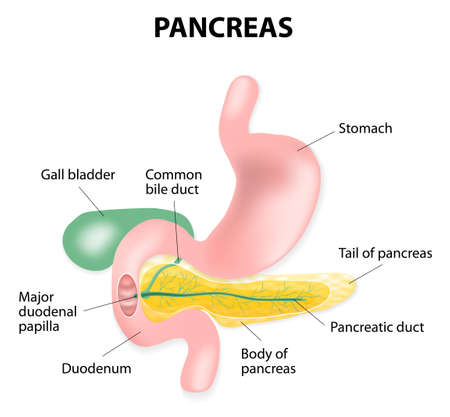 human pancreas, Lymphatics and stomachのイラスト素材