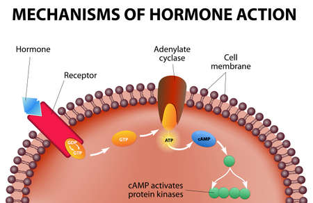Hormones bind to receptors on the plasma membrane のイラスト素材