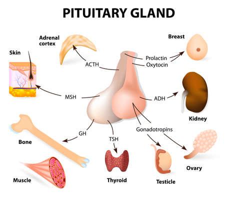 pituitary hormone functions. The two lobes, anterior and posterior, function as independent glands.のイラスト素材