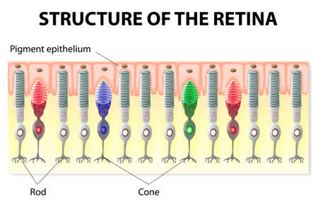 Eye and Vision. structure of the retina. Rods and Cones.のイラスト素材