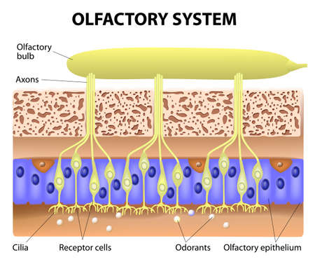olfactory system inside the human head のイラスト素材