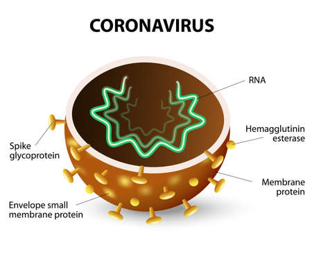 inside of a Corona Virus. Corona Virus is a strain of virus that causes a of illness in Humans, from the common cold to SARS.のイラスト素材