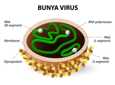 Bunya virus cause hemorrhagic fever. Virion structureのイラスト素材