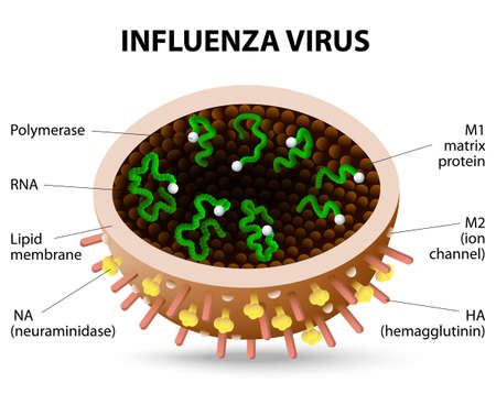 Structure of influenza virus. virion. Vector diagramのイラスト素材