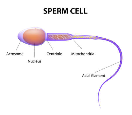 Human Sperm cell Anatomyのイラスト素材