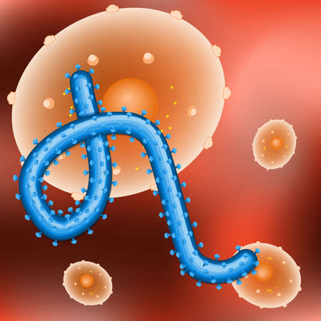 virus ebola and human cell in a red background. Ebola or hemorrhagic fever is a cause a severe and often fatal disease of humans. EVD or EHF.のイラスト素材