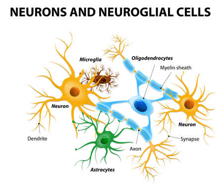 Neurons and neuroglial cells. Glial cells are non-neuronal cells in brain. There are different types of glial cells: oligodendrocyte, microglia, astrocytes and Schwann cellsのイラスト素材