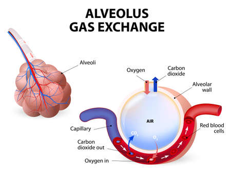 Alveolus gas exchange, alveoli and capillaries in the lungs.のイラスト素材