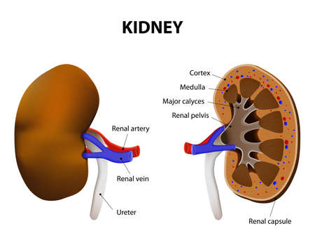 Anatomy Of Kidney. internal and external. human anatomyのイラスト素材