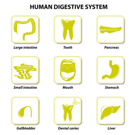 Set icons. Human anatomy. Gastrointestinal tract or Digestive System. Vector illustrationのイラスト素材
