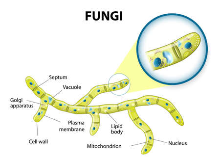 Typical fungi cell. Fungal Hyphae. Structure fungi. Diagram illustrating the ultrastructure of a septate hyphaのイラスト素材