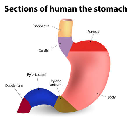 Sections of the human stomach