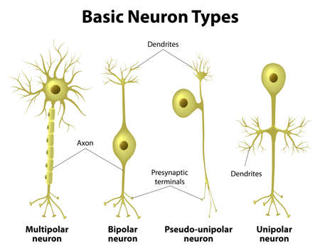 Basic neuron types. Unipolar, pseudo-unipolar neuron, bipolar, and multipolar Neurons. Neuron Cell Body. Different Types of Neuronsのイラスト素材
