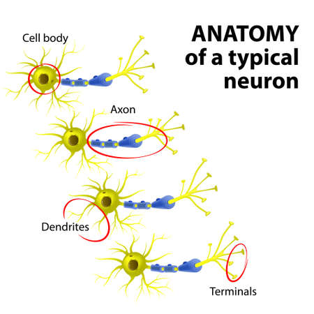 Anatomy of a typical multipolar neuron: dendrite, cell body (soma),  axon and terminal