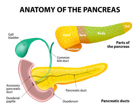 diagram of parts of the pancreas. Pancreas, duodenum and gall bladder. Detailed descriptionのイラスト素材