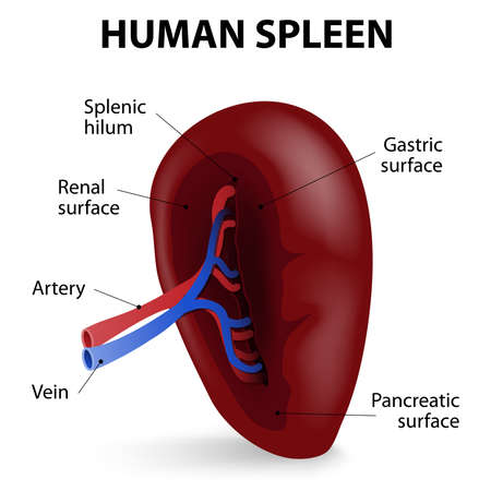 Visceral surface of the spleen. The spleen synthesizes antibodiesのイラスト素材