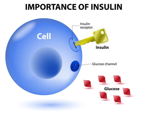 insulin acts as the key which unlocks the cell to allow glucose to enter the cell and be used for energy. Insulin is a hormone secreted by the pancreas in response to elevated blood levels of glucose.のイラスト素材