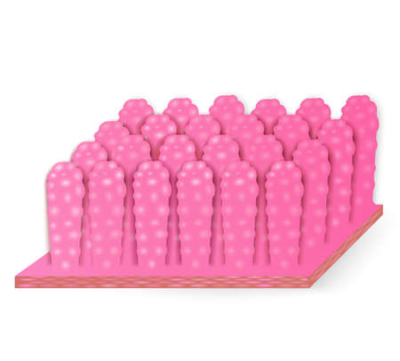 Illustration of the colon villiのイラスト素材