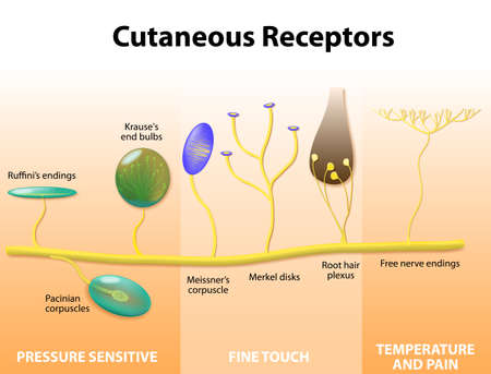 Cutaneous Receptors. Sensory receptors in the human skin. labeled. Human anatomyのイラスト素材