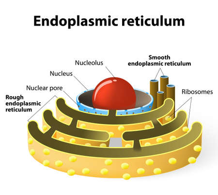 Endoplasmic reticulum is a continuous membrane, which is present in both plant cells, animal cells and absent in prokaryotic cells.のイラスト素材