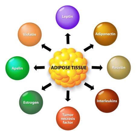 Adipose tissue is an endocrine organ that secretes numerous protein hormones, including leptin, adiponectin, resistin, interleukin, apelin, tumor necrosis factor and estrogen.のイラスト素材
