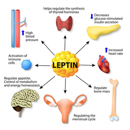 Leptin is a hormone made by adipose cells that helps regulate appetite, control of metabolism, energy homeostasis, activation of immune cells, and other function. Human endocrine systemのイラスト素材