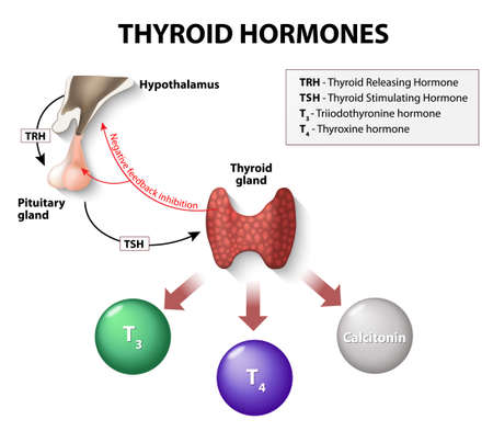 thyroid hormones. Human endocrine system.のイラスト素材