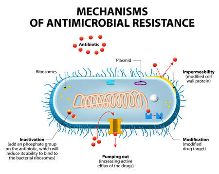 Antimicrobial resistance or antibiotic resistance.のイラスト素材