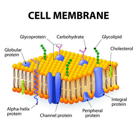 Cell membrane. A detailed diagram models of membrane Structureのイラスト素材