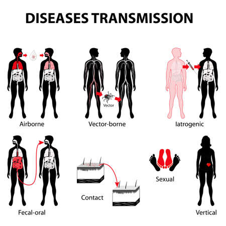 Medical infographic. Woman and man silhouette with highlighted internal organsのイラスト素材