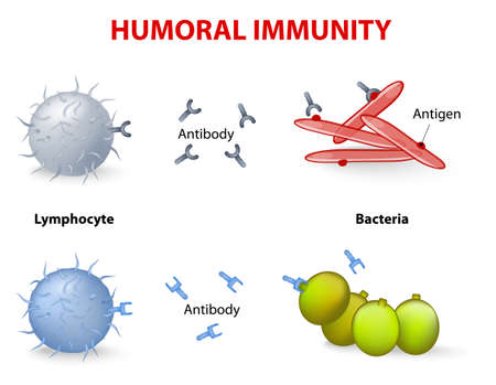 humeral immunity. Lymphocyte, antibody and antigen.のイラスト素材