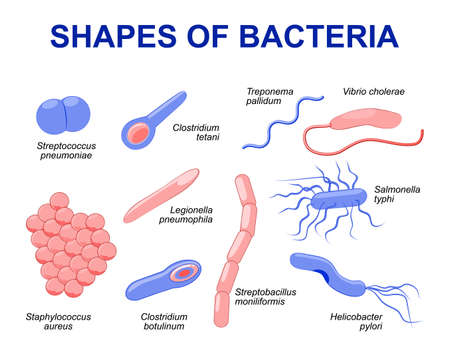 Common bacteria infecting human. illustration
Bacteria are classified into 5 groups according to their basic shapes: spherical (cocci), rod (bacilli), spiral (spirilla), comma (vibrios) or corkscrew (spirochaetes).のイラスト素材