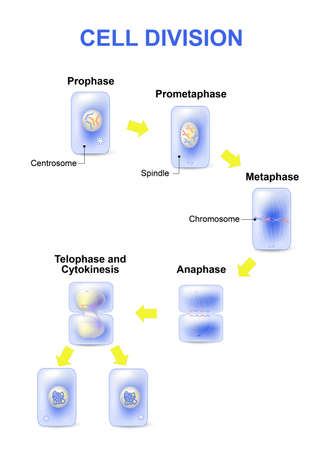 Cell division. Mitosis is the process by which our bodies replace cells. Daughter cells have identical chromosomes to parent cell, genetic material remains constant. steps  cell division.のイラスト素材