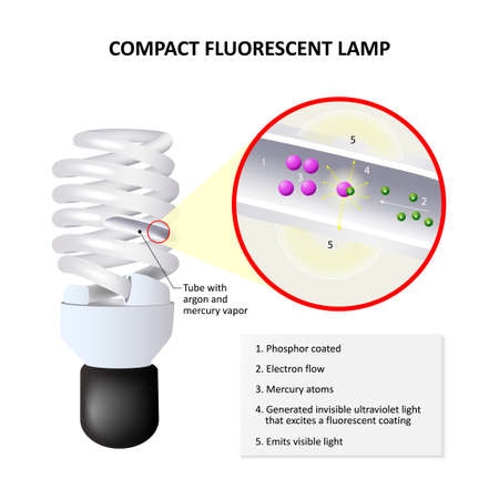 How do CFLs work. compact fluorescent lamp, also called compact fluorescent light or energy-saving light.のイラスト素材