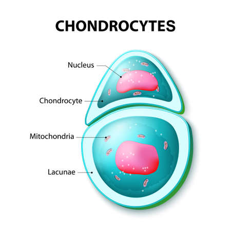 Chondrocytes is cells found in healthy cartilage. Chondrocyte lie in lacunae (spaces around cells).のイラスト素材