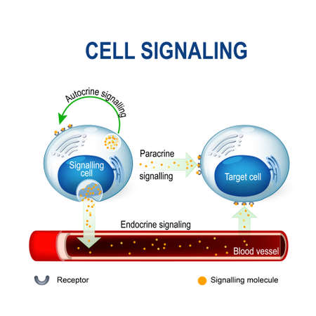 cell signaling. Signalling mechanism in cells: intracrine, autocrine and endocrine signals.のイラスト素材