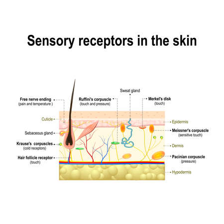 human sensory system in the skin. Pressure, vibration, temperature, pain and itching are transmitted via special receptory organs and nervesのイラスト素材