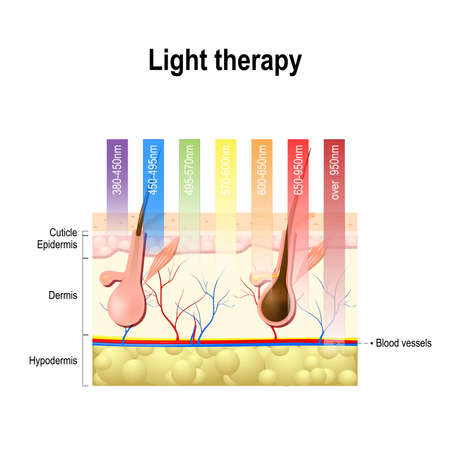 light therapy, Phototherapy or laser therapy. Electromagnetic spectrum with colors of the various wavelengths in the human skin. Different light spectrums would penetrate the skin to different depths. Depth of penetration by wave lightのイラスト素材