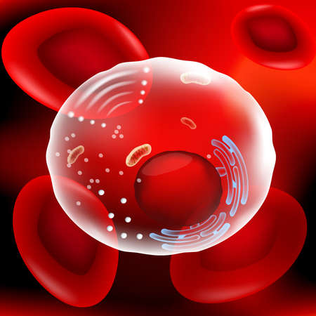 Cell under microscope. Human anatomy. red blood cells and other human cell on red background. vector. Illustration easy editable for Your colorのイラスト素材