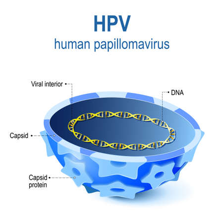 hpv - Human papillomavirus. Vector illustration of Viral interior. cross section of capsid papillomavirus with viral DNA. HPV is a infection which causes warts and cervical cancerのイラスト素材