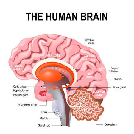 detailed anatomy of the human brain. Illustration showing the medulla, pons, cerebellum, hypothalamus, thalamus, midbrain. Sagittal view of the brain. Isolated on a white background.のイラスト素材