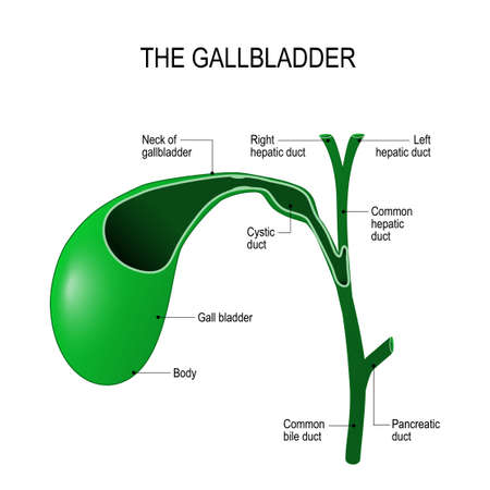 Parts of the gallbladder and connection to the bile ducts.のイラスト素材