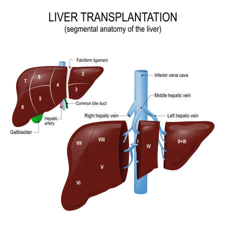 Liver transplantation. segmental anatomy of the liver and blood supply. Human anatomyのイラスト素材