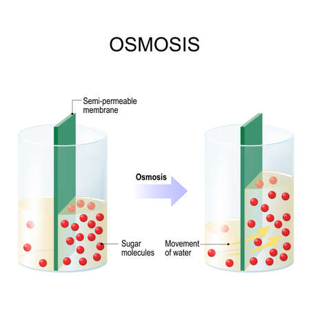 Osmosis. Water passing through a semi-permeable membrane into a region of higher sugar concentration.のイラスト素材
