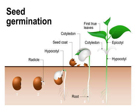 Seed germination.  Early stages of growing of bean seed. The most common example of process of germination from a seed. Plant Developmentのイラスト素材