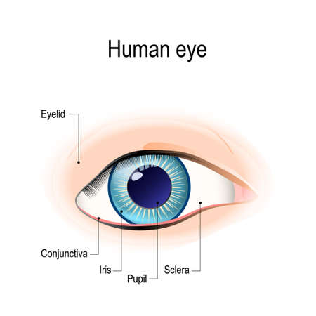 Anatomy of the human eye in front external View. Schematic diagram detailed illustrationのイラスト素材