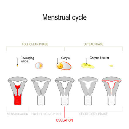 menstrual Menstrual cycle. Ovarian cycle: Secretory phase and luteal phase. Uterine  cycle: follicular phase, proliferative phase and