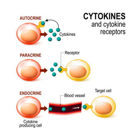 Cytokines and Cytokine receptor. signal transduction between cells. endocrine, paracrine and autocrine secretion.のイラスト素材