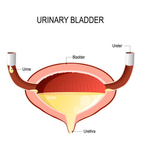 Urinary bladder with urine. Cross section of urinary bladder. labelled